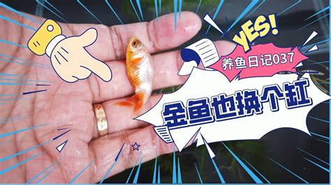 門口外面養魚